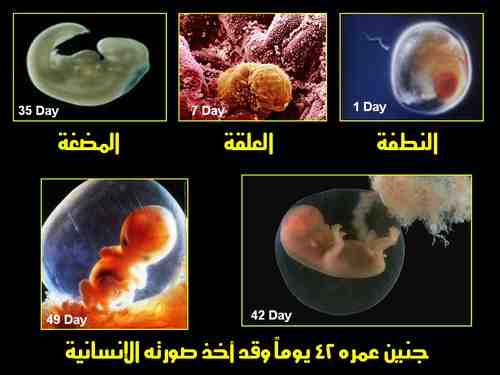 क़ुरआन करीम में भ्रूण के विकास के चरणों के बारे में वैज्ञानिक तथ्य